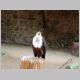 048 Volerie des Aigles.jpg